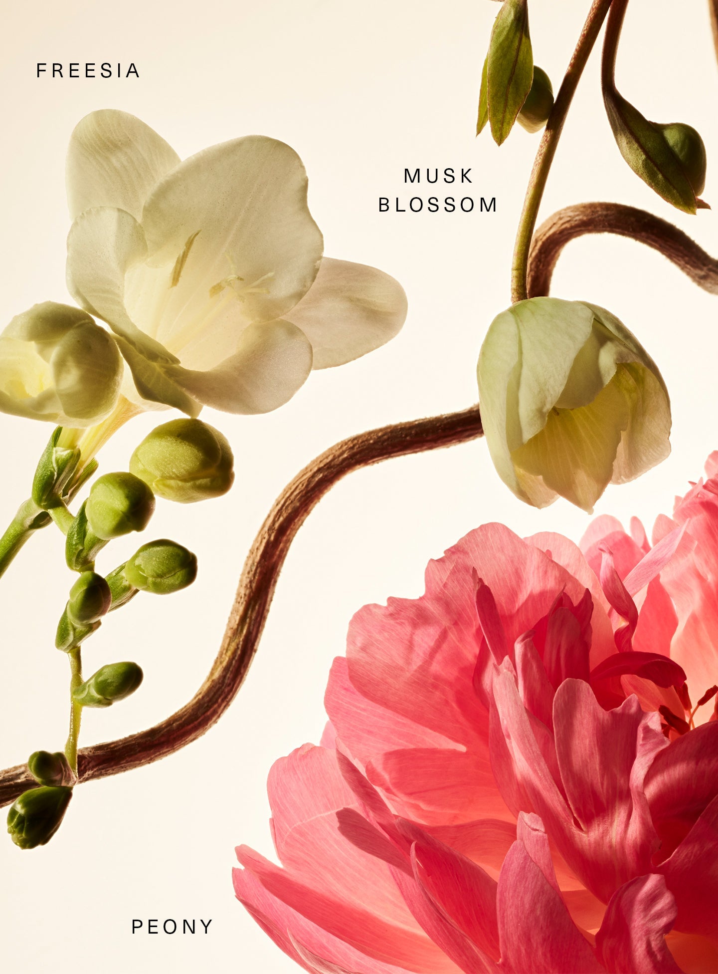 RARE BEAUTY BY SELENA GOMEZ  FLORAL PEONY BLOSSOM RARE FRAGRANCE LAYERING BALM